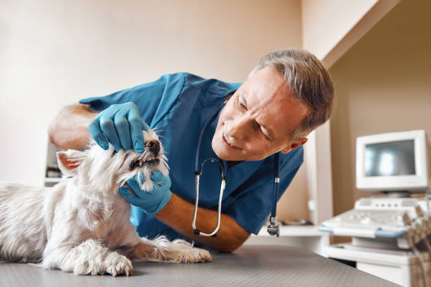 Best Root Canal Emergency Dentist  in Parma Heights, OH